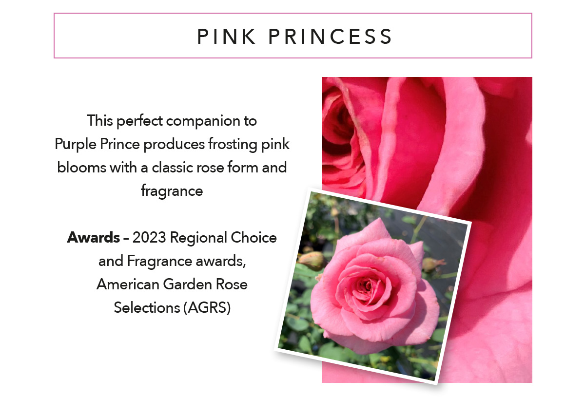 BRINDABELLA ROSES Pink Princess