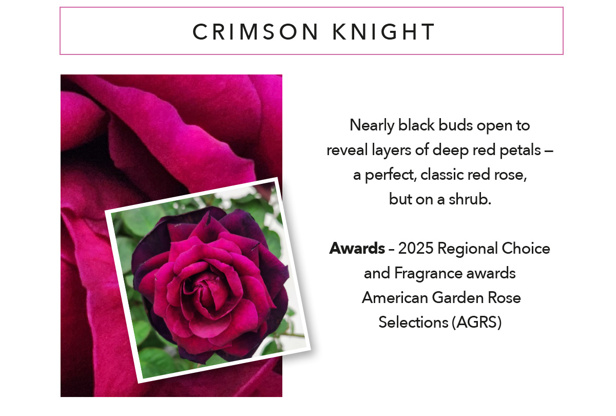 BRINDABELLA ROSES Crimson Knight