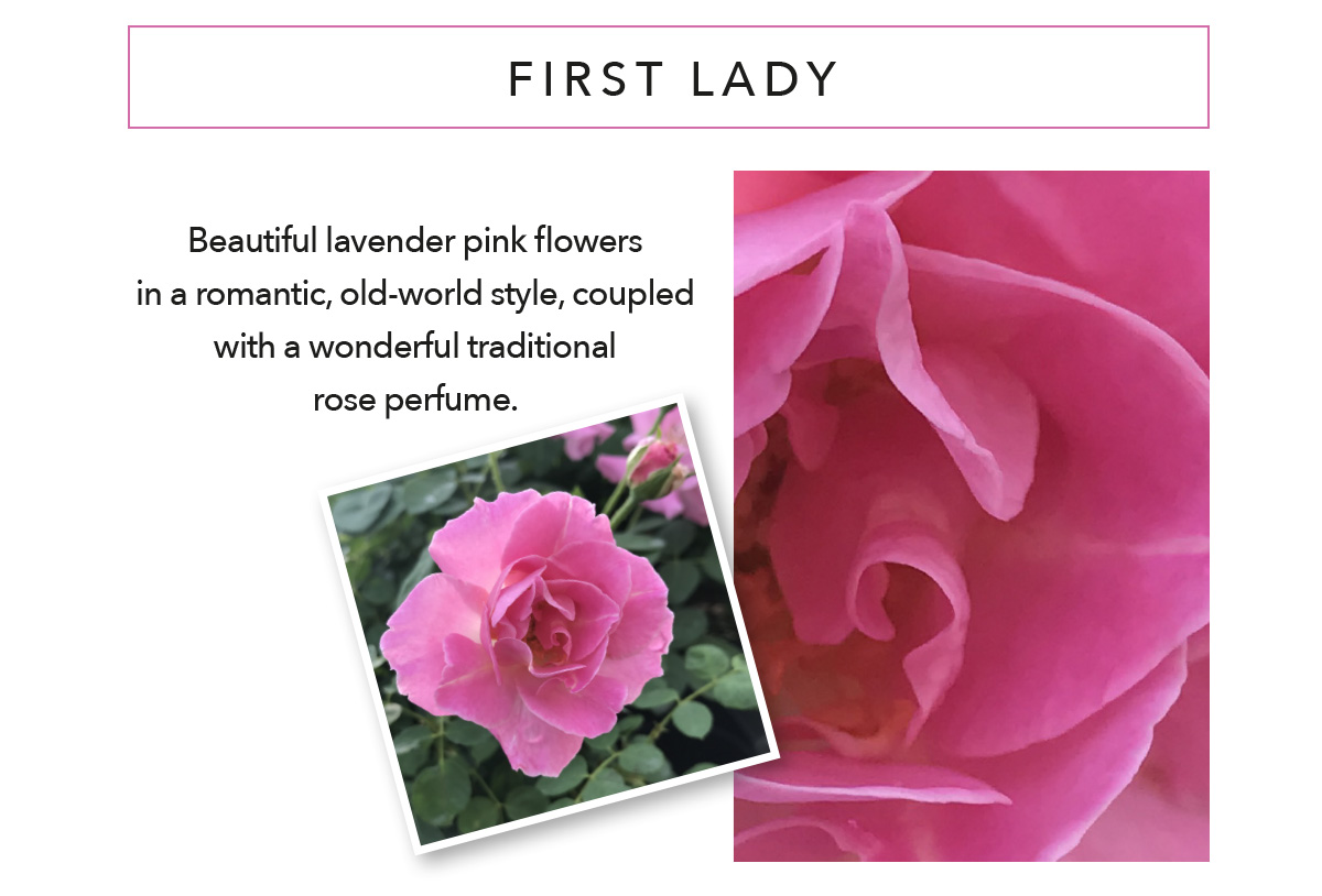 BRINDABELLA ROSES First Lady
