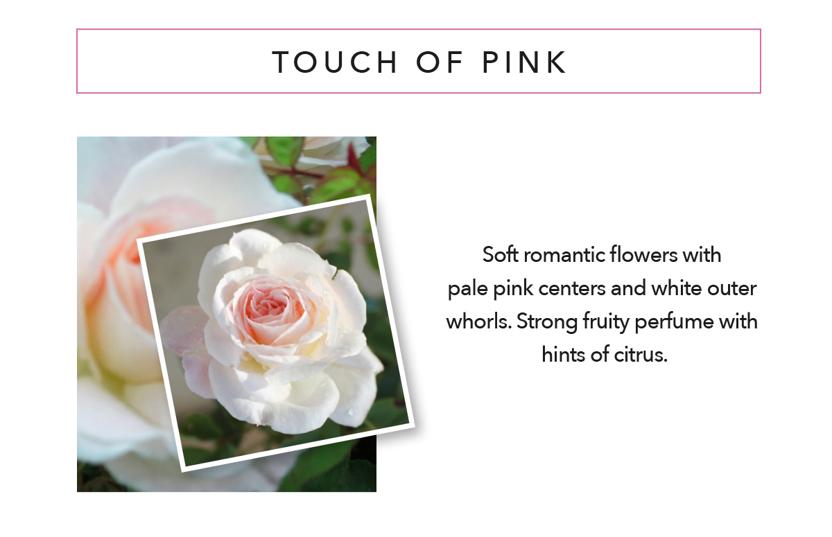 BRINDABELLA ROSES Touch of Pink