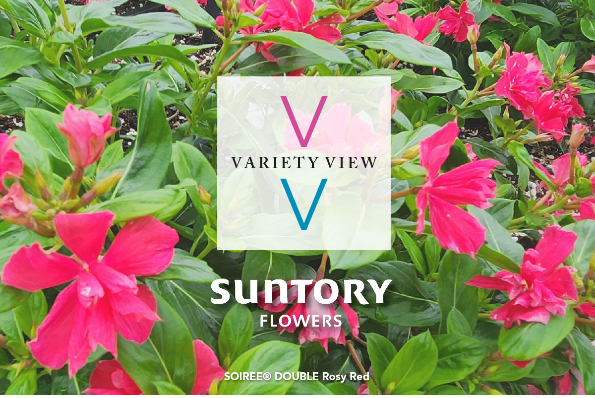 SOIREE® DOUBLE Rosy Red
