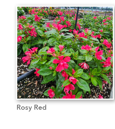 SOIREE® DOUBLE Rosy Red