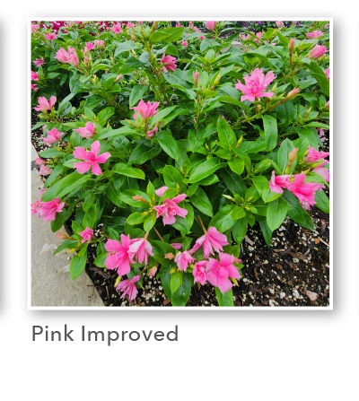 SOIREE® DOUBLE Pink Improved