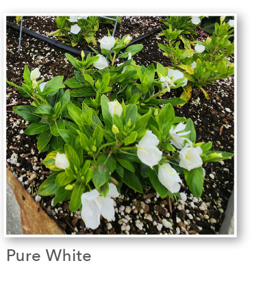 SOIREE® DOUBLE Pure White