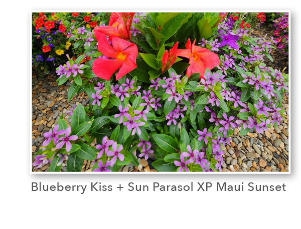 SOIREE KAWAII® Blueberry Kiss