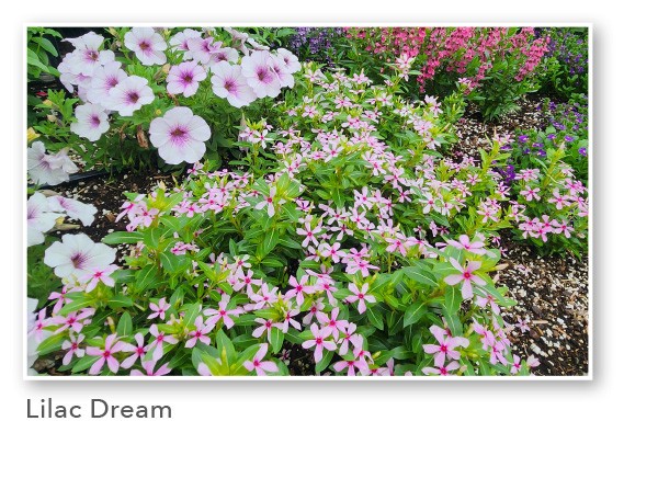 SOIREE KAWAII® Lilac Dream