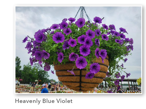 SURFINIA® Heavenly Blue Violet