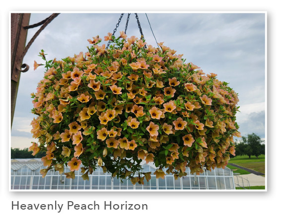 SURFINIA® Heavenly Peach Horizon