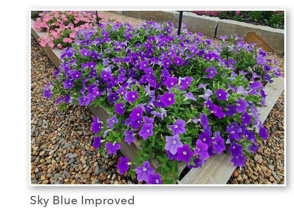 SURFINIA® Sky Blue Improved