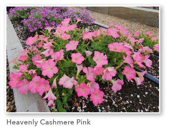 SURFINIA® Heavenly Cashmere Pink