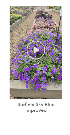 Watch Surfinia Sky Blue Improved video