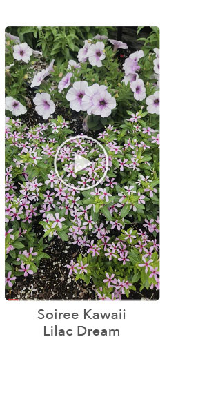 Watch Soiree Kawaii Lilac Dream video