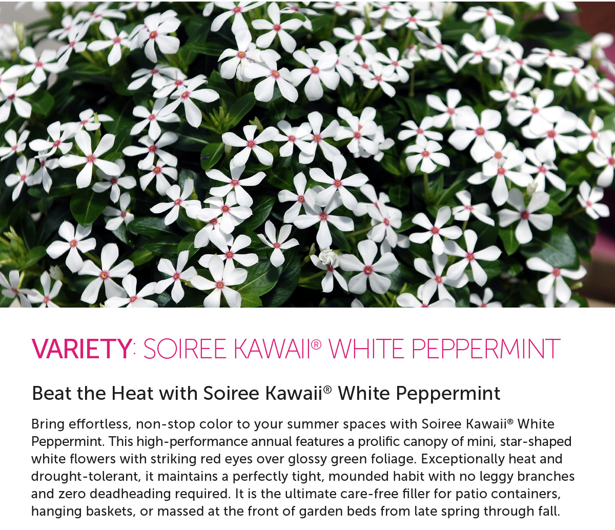 Soiree Kawaii® White Peppermint