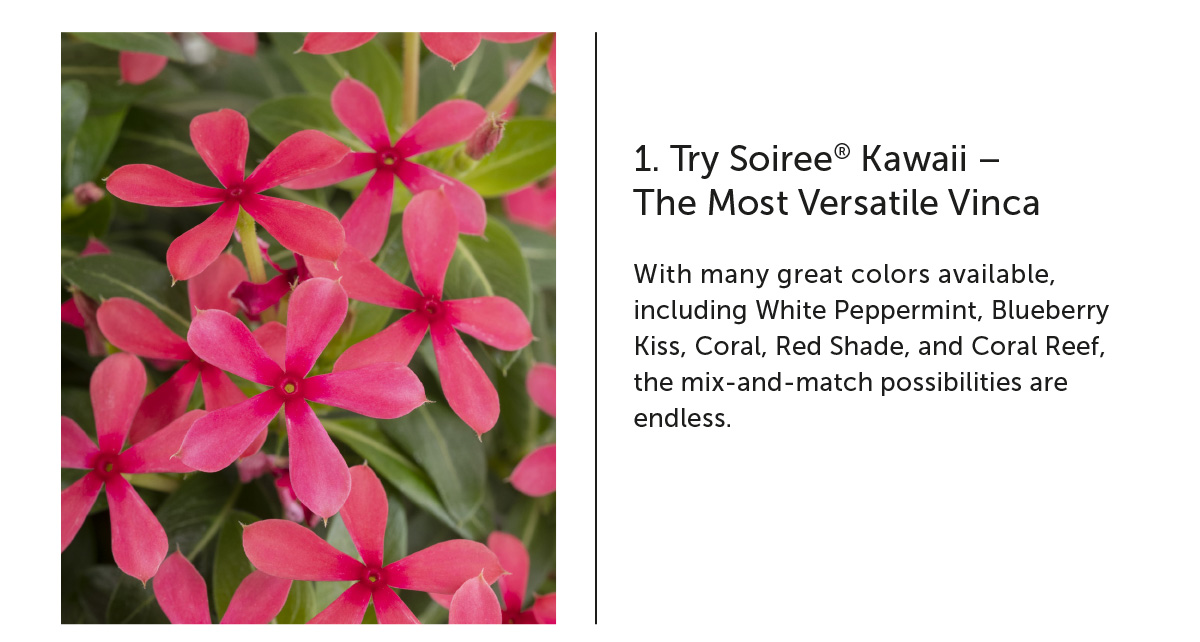 Vincas