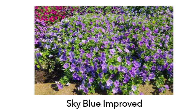 New for 2027 - SURFINIA® Sky Blue Improved