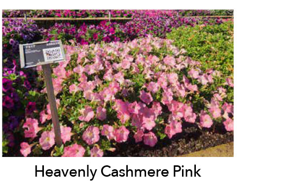SURFINIA® Heavenly Cashmere Pink