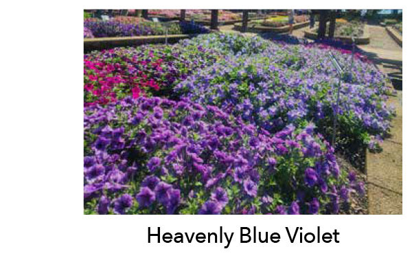 SURFINIA® Heavenly Blue Violet
