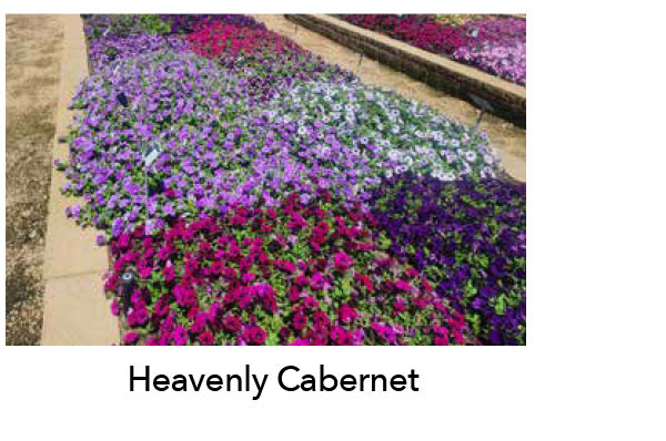 SURFINIA® Heavenly Cabernet