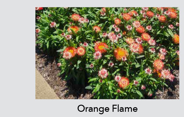 GRANVIA Orange Flame