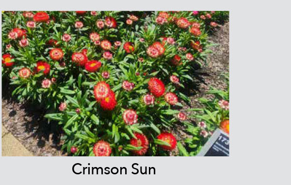 GRANVIA Crimson Sun