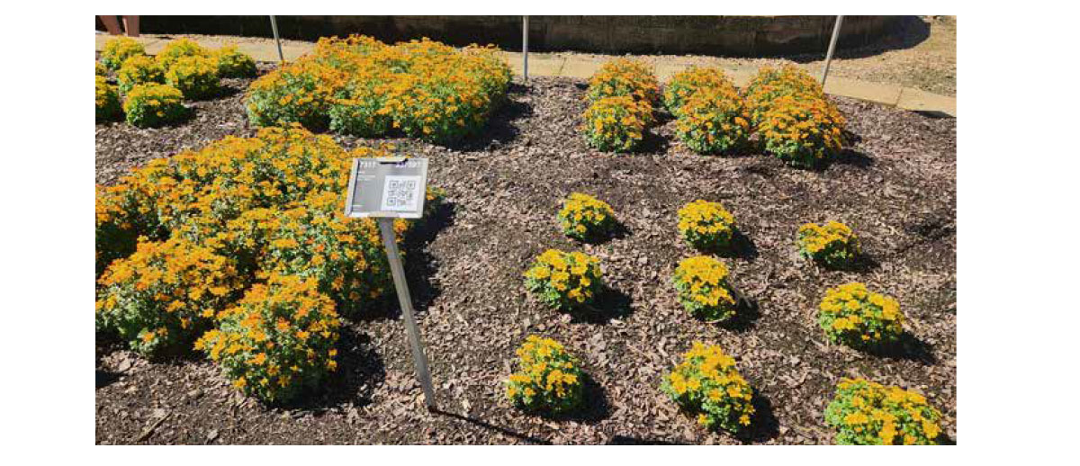 BEEDANCE® PETITES Yellow