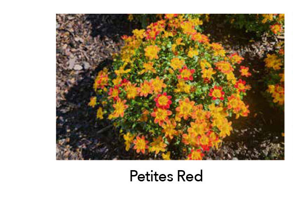 BEEDANCE® PETITES Red