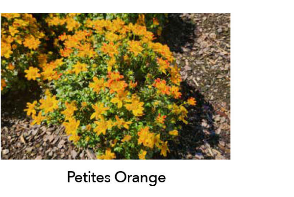 BEEDANCE® PETITES Orange