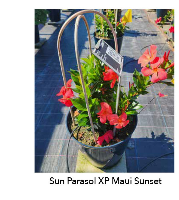 Sun Parasol XP Maui Sunset