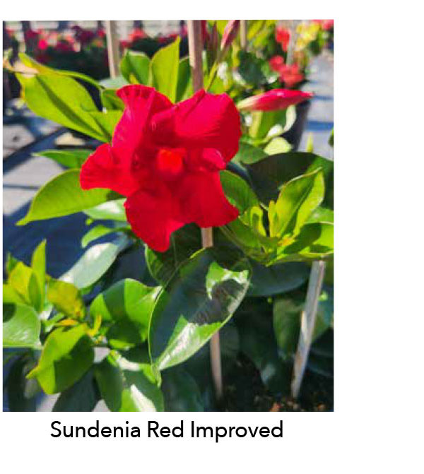 Sundenia Red Improved