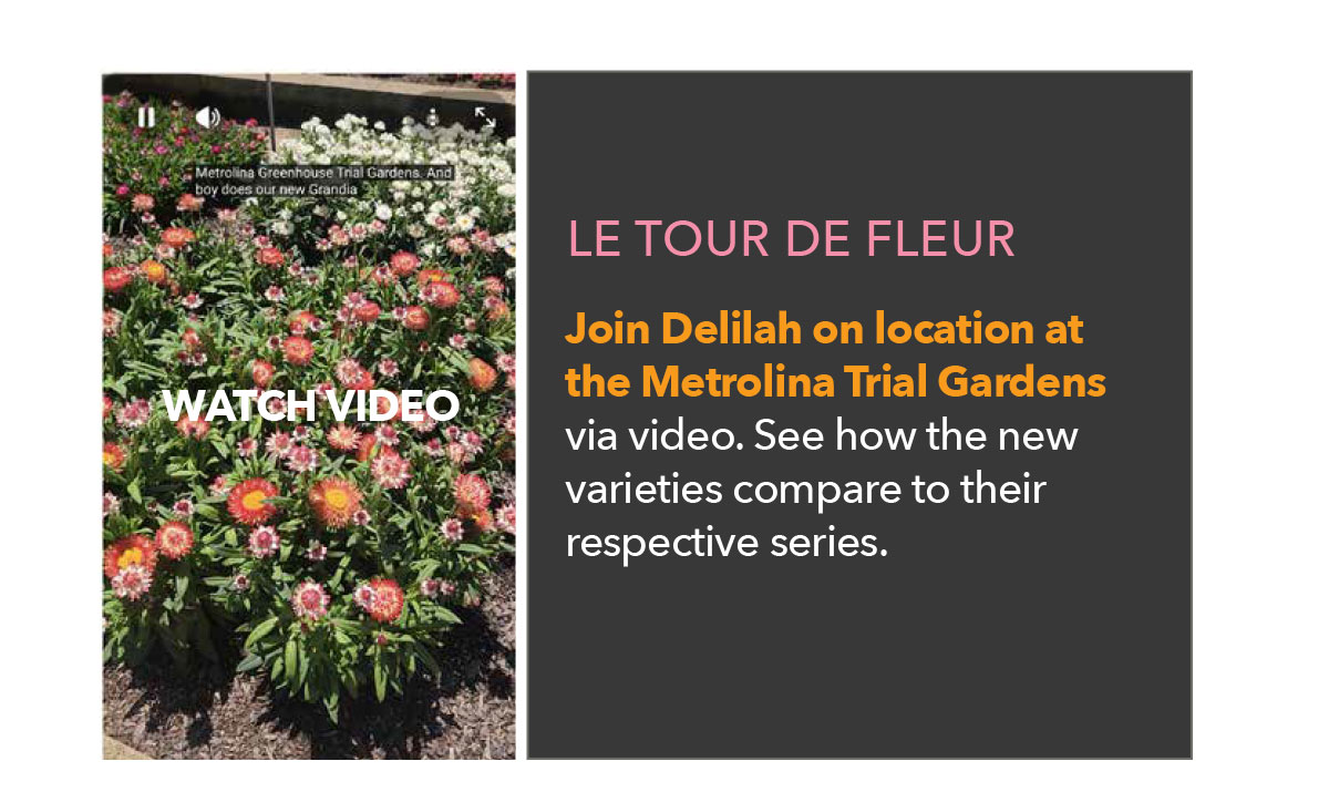 Watch Granvia video