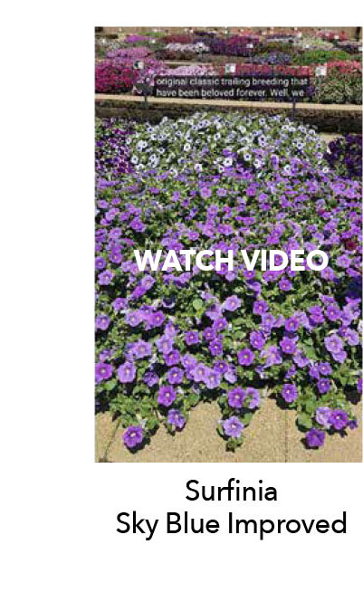 Watch Surfinia Sky Blue video