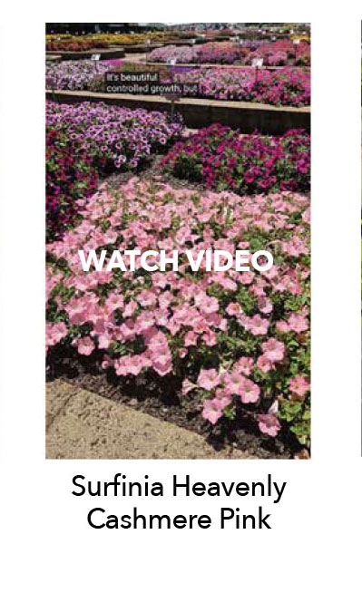 Watch Surfinia Heavenly Cashmere Pink video