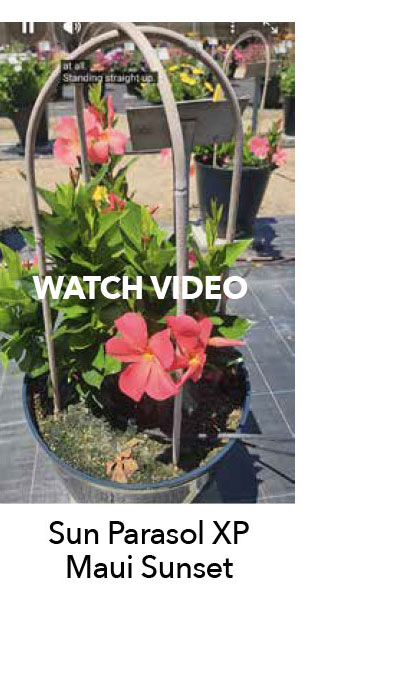 Watch Sun Parasol XP Maui Sunset video