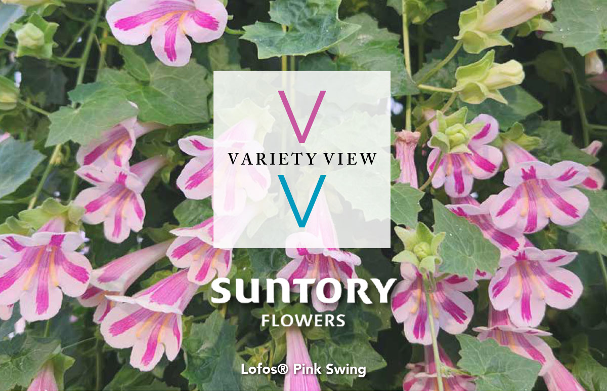 Lofos® Pink Swing Suntory Flowers Europe