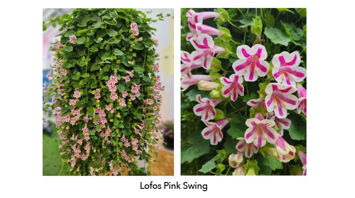 Lofos® Pink Swing