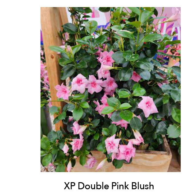 SUN PARASOL® XP Double Pink Blush