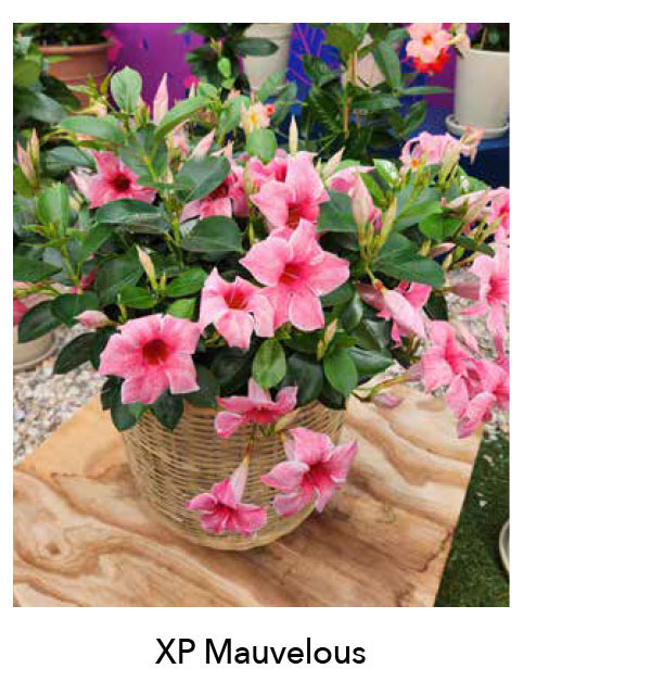 SUN PARASOL® XP Mauvelous