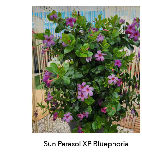 SUN PARASOL® XP Bluephoria® Mandevilla hybrid