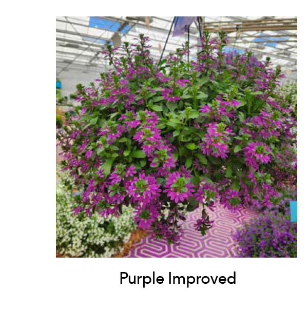 SURDIVA® Purple Improved