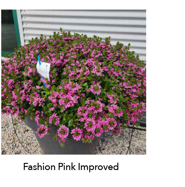 Improved SURDIVA® Fashion Pink Improved
