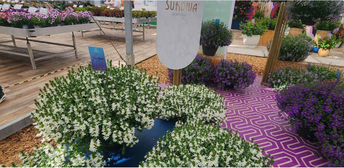 Surdiva display
