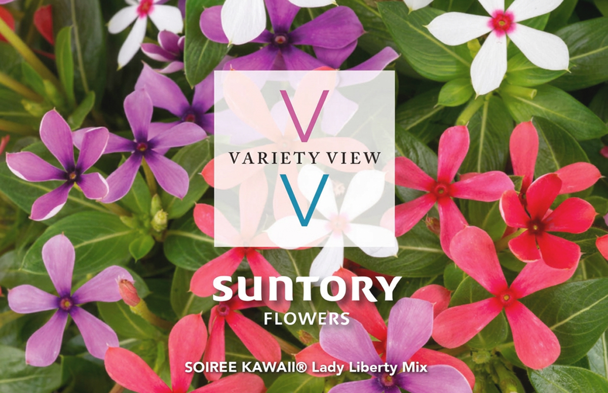 SOIREE KAWAII® Lady Liberty Mix