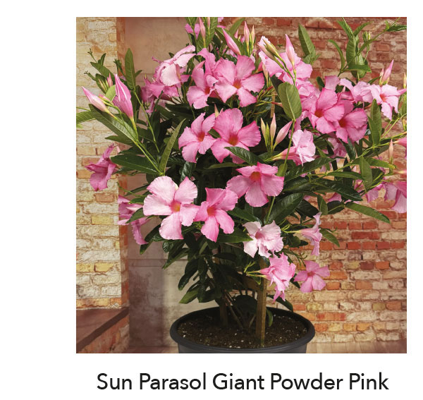 SUN PARASOL® GIANT Powder Pink