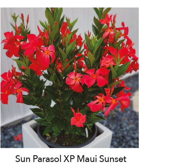 SUN PARASOL® XP Maui Sunset