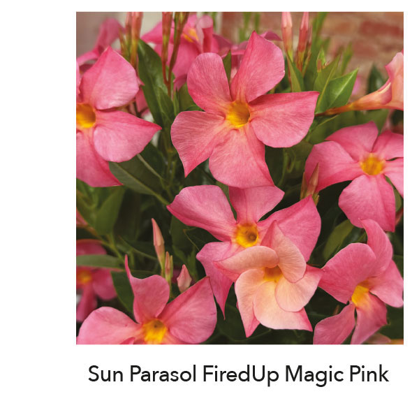 SUN PARASOL® FIREDUP® Magic Pink