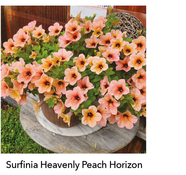 SURFINIA® Heavenly Peach Horizon