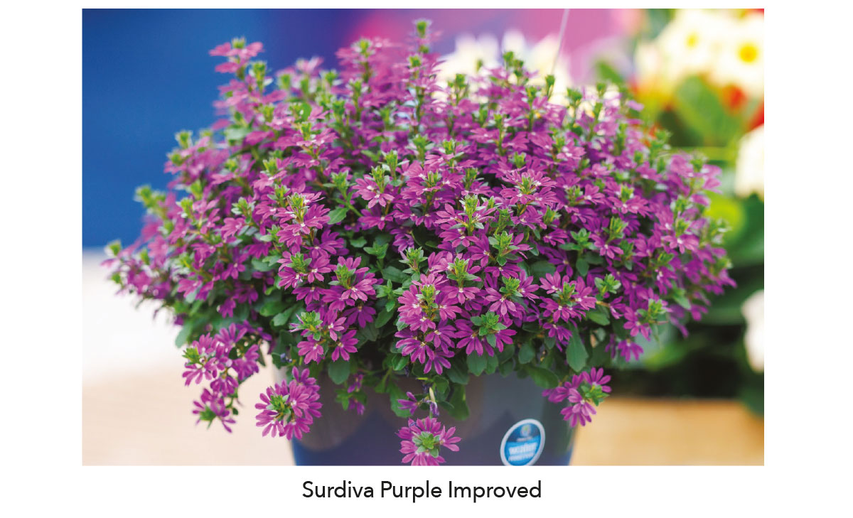 SURDIVA® Purple Improved