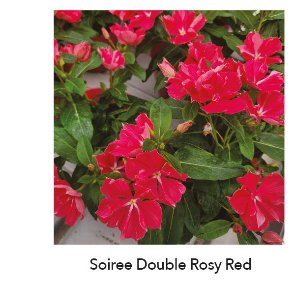 SOIREE® DOUBLE Rosy Red