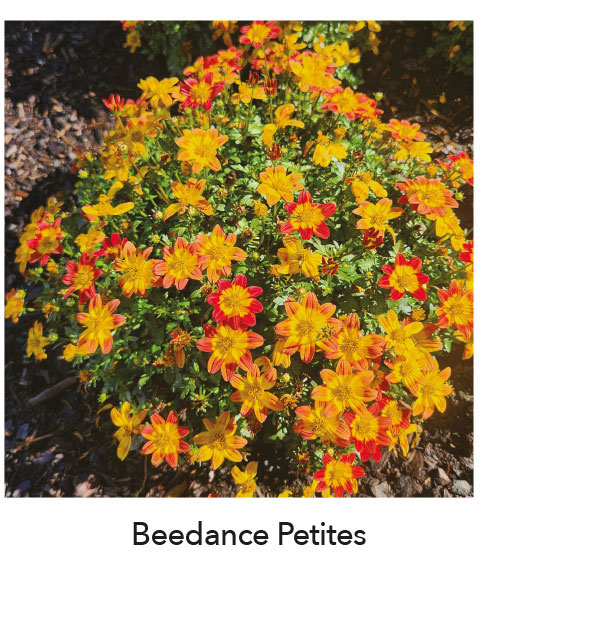 BEEDANCE® PETITES