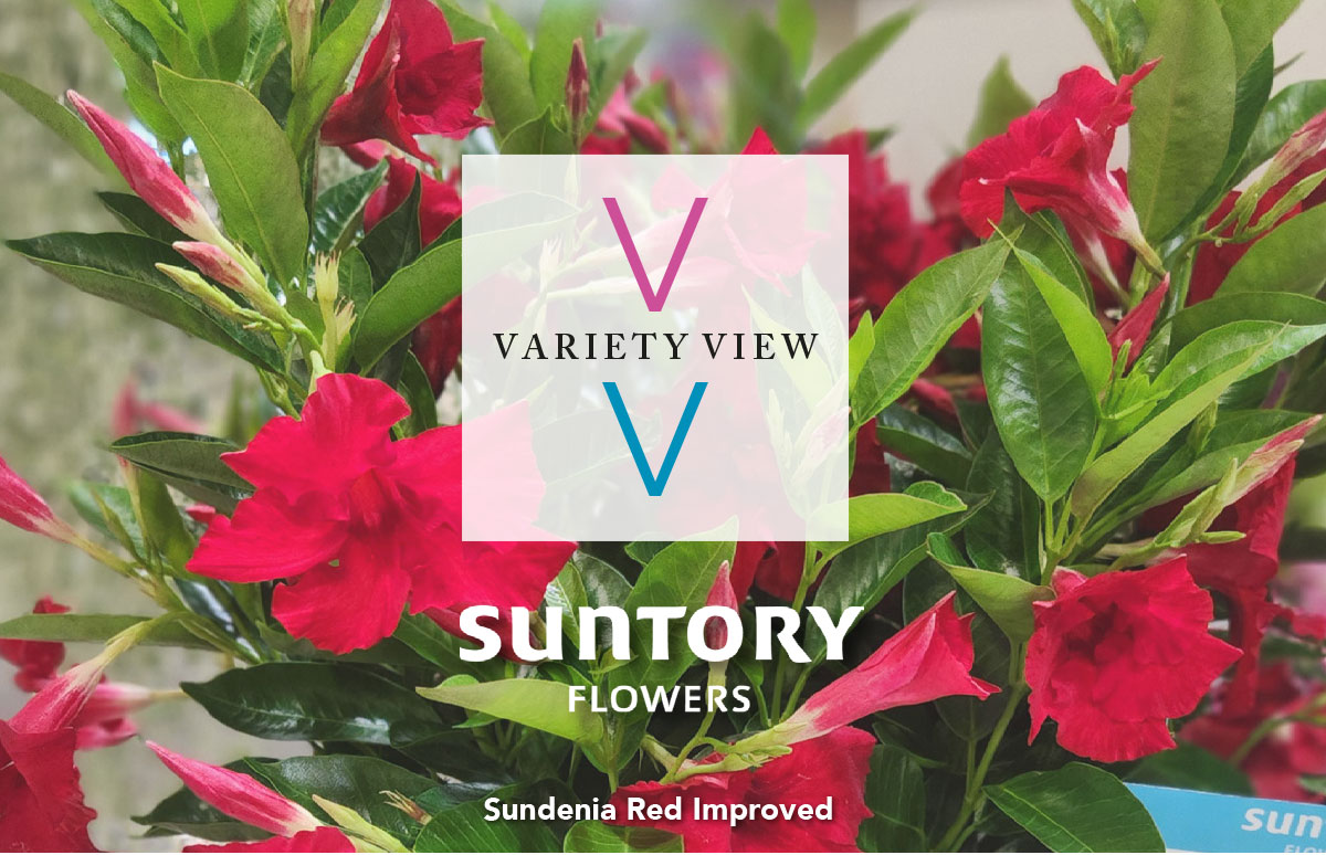 Sundenia Red Improved